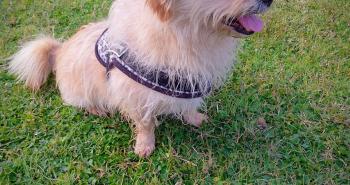 10 dolci cuori in attesa di una famiglia