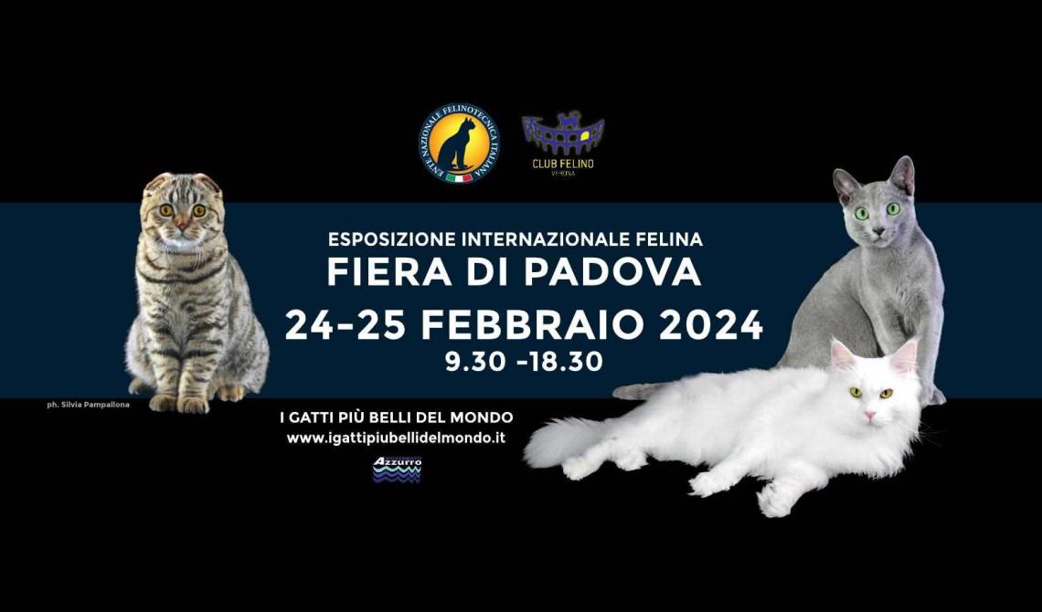  'I gatti più belli del mondo 2024'