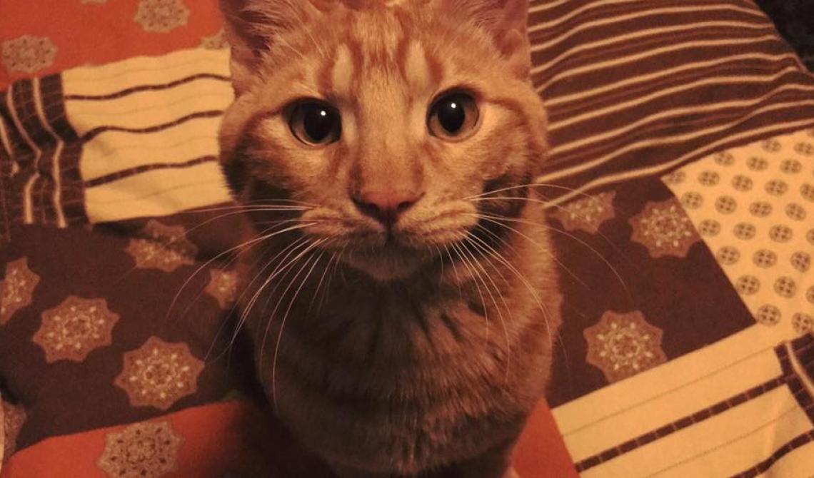 Oggi è la festa nazionale del Gatto