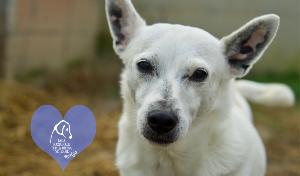 Wayne, Bogart, Clavis e altri ancora attendono una casa per la vita
