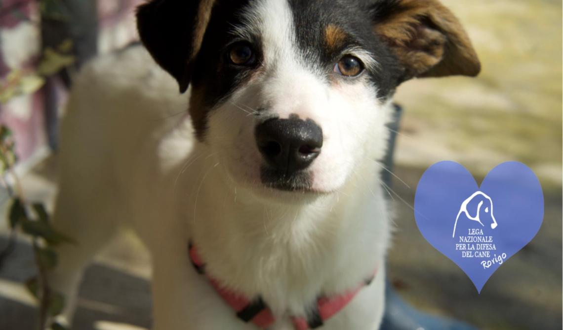 Altri 10 splendidi cuccioloni attendono una casa per la vita
