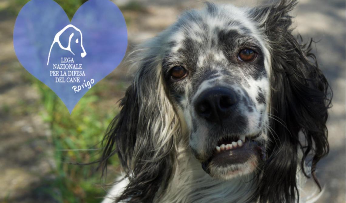 Altri 10 splendidi cuccioloni attendono una casa per la vita