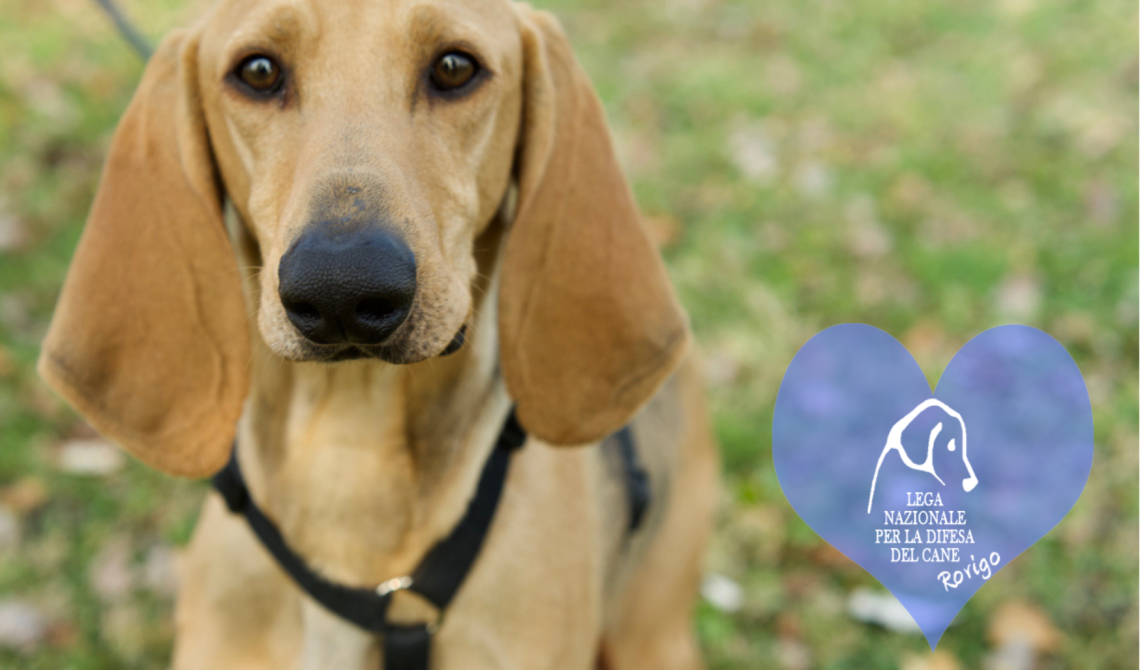 Dieci splendidi amici in cerca una famiglia per la vita