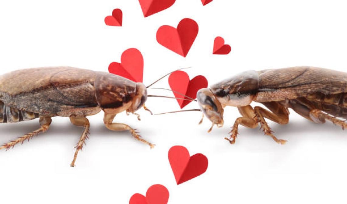 San Valentino e il tuo ex?  Daglielo in pasto… agli animali!