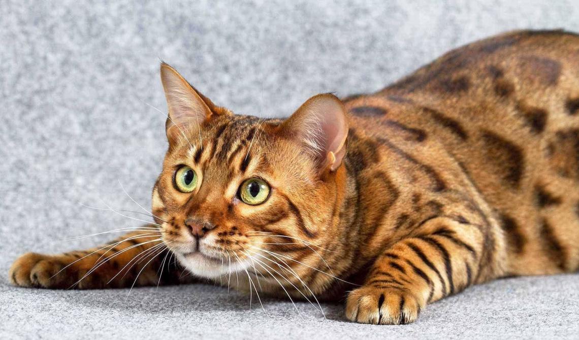 MOSTRA FELINA 