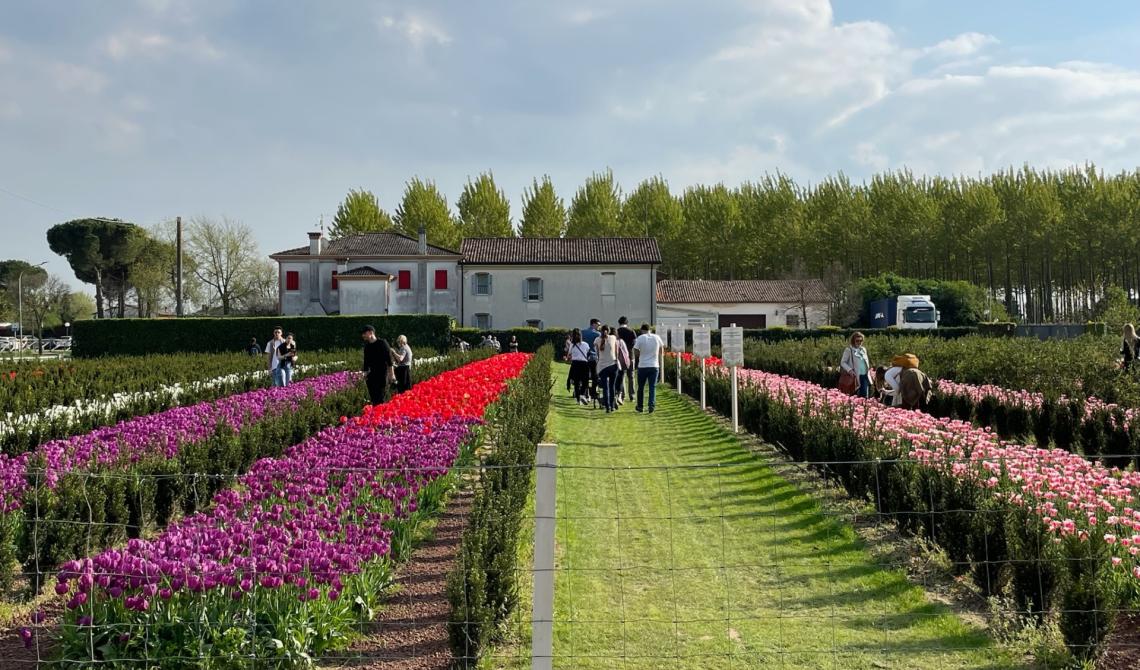 Festival dei Tulipani