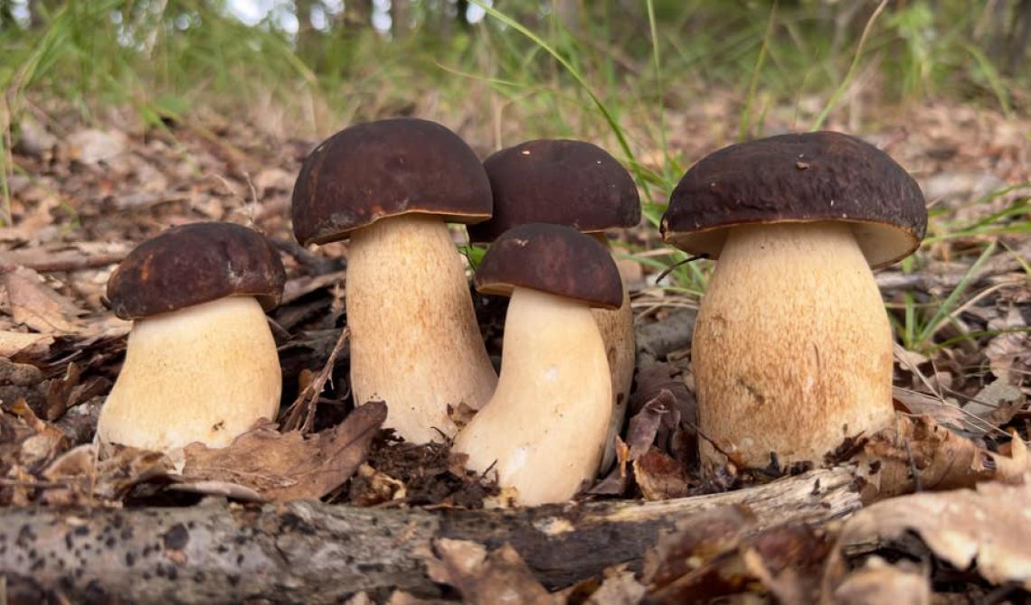 Alla scoperta del Regno dei Funghi