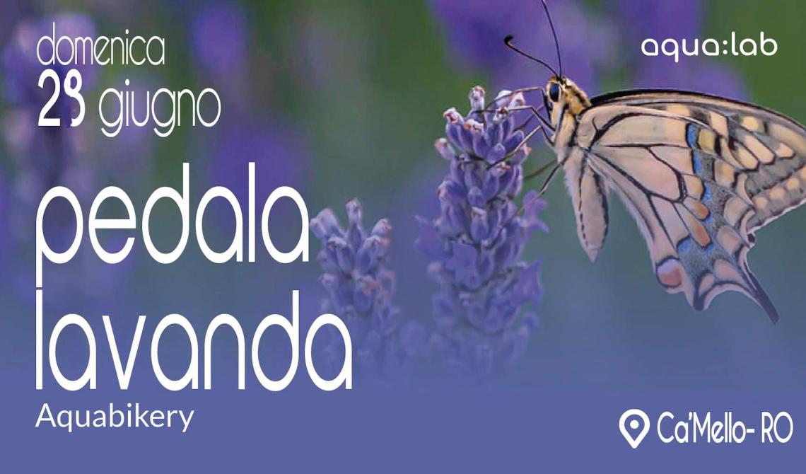 Pedala Lavanda