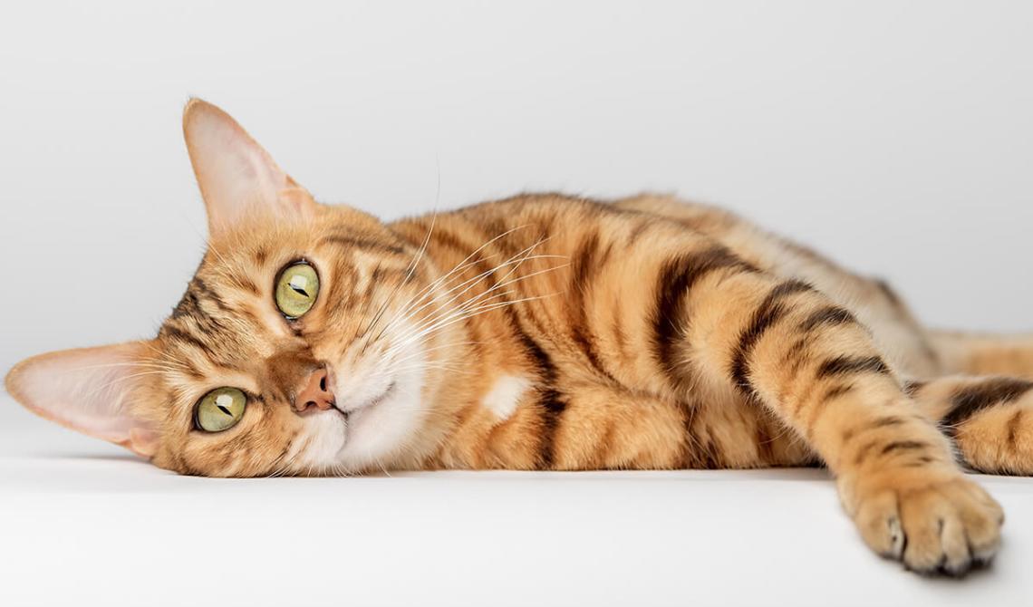 Quanto conosci davvero il tuo gatto?