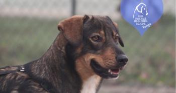 10 dolci cuori in attesa di una famiglia