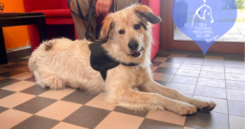 10 dolci cuori in attesa di una famiglia