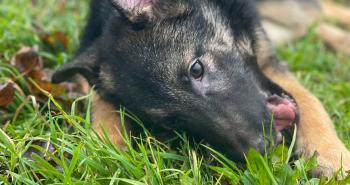 10 dolci cuori in attesa di una famiglia