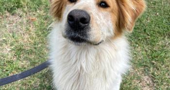 10 dolci cuori in attesa di una famiglia