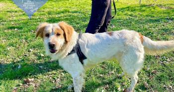 10 dolci cuori in attesa di una famiglia