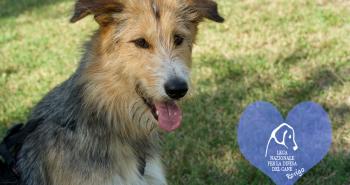 10 dolci cuori in attesa di una famiglia