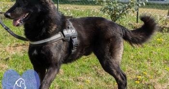 10 dolci cuori in attesa di una famiglia