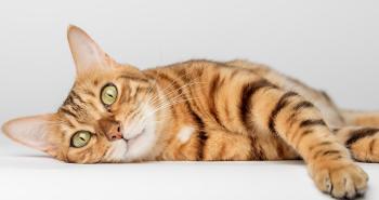 Quanto conosci davvero il tuo gatto?