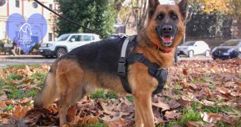 10 dolci cuori in attesa di una famiglia