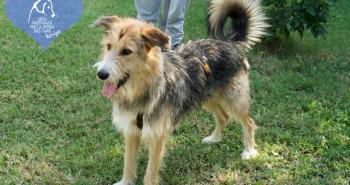 10 dolci cuori in attesa di una famiglia