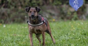 10 dolci cuori in attesa di una famiglia
