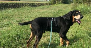 10 dolci cuori in attesa di una famiglia