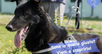 10 dolci cuori in attesa di una famiglia