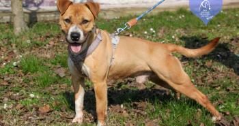 10 dolci cuori in attesa di una famiglia