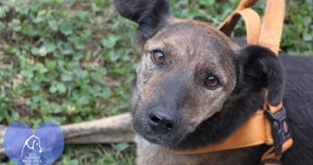 10 dolci cuori in attesa di una famiglia