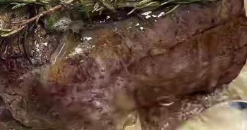 FILETTO DI MAIALE SENAPE E MIELE