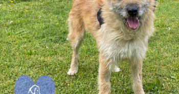 10 dolci cuori in attesa di una famiglia