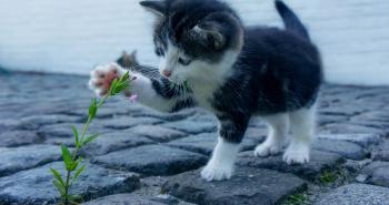 Gatti e linguaggio, una scoperta sorprendente