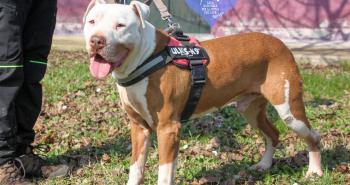 10 dolci cuori in attesa di una famiglia