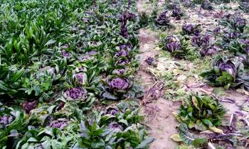 "Troppo caldo, le colture stagionali a rischio"