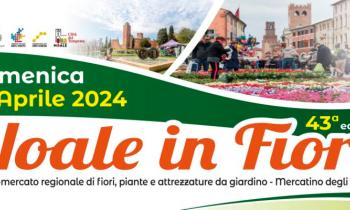 Noale in fiore