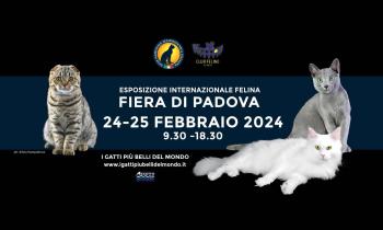  'I gatti più belli del mondo 2024'