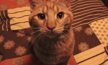Oggi è la festa nazionale del Gatto