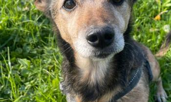 Dieci cagnolini in cerca di affetto