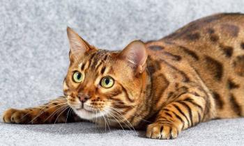 MOSTRA FELINA 