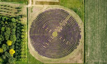 Scopri il labirinto di lavanda più grande d'Italia nel cuore del Veneto