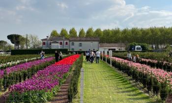 Festival dei Tulipani