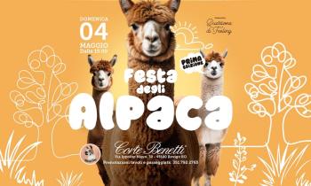 Festa degli alpaca