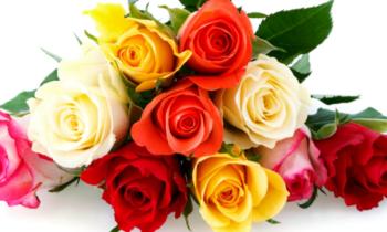 Festa delle Rose a Mossano