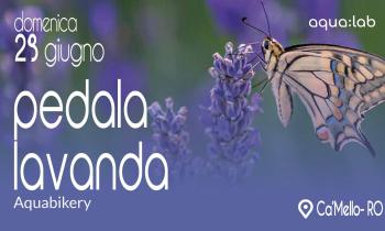 Pedala Lavanda