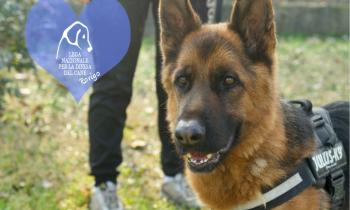 Un tetto e un cuore per questi dieci cuccioli