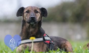 Dieci cuori in attesa di una nuova famiglia