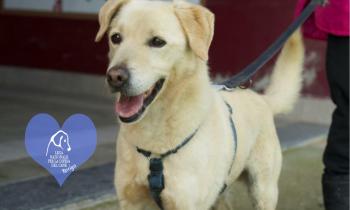 Dieci musetti aspettano una casa