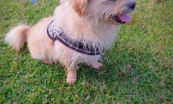 Una nuova casa per dieci pelosetti