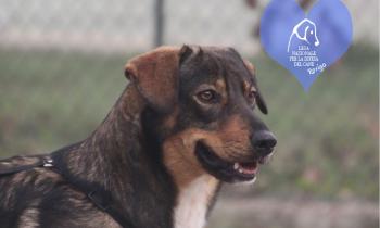 Dieci cagnolini alla ricerca di una nuova famiglia da amare