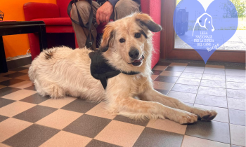 Dieci pelosetti da portare a casa con voi