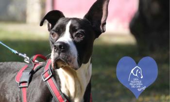 Dieci nuovi cuccioli aspettano casa